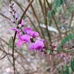 Indigofera australis subsp. australis (Australian Indigo) at Belconnen, ACT - 24 Sep 2024 by JohnGiacon