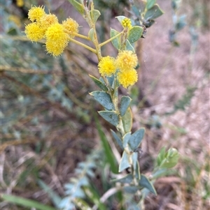 Acacia cultriformis at Belconnen, ACT - 24 Sep 2024