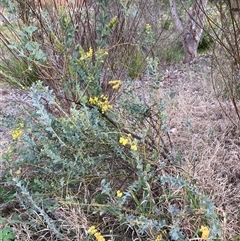 Acacia cultriformis at Belconnen, ACT - 24 Sep 2024