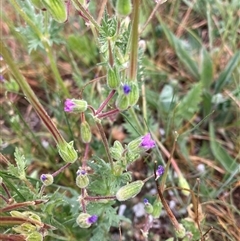 Erodium botrys (Long Storksbill) at Belconnen, ACT - 23 Sep 2024 by JohnGiacon