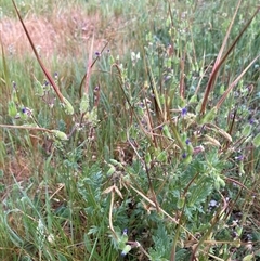 Erodium botrys at Belconnen, ACT - 24 Sep 2024 06:56 AM