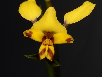 Diuris nigromontana (Black Mountain Leopard Orchid) at Acton, ACT - 24 Sep 2024 by BB23