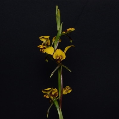 Diuris nigromontana (Black Mountain Leopard Orchid) at Acton, ACT - 24 Sep 2024 by BB23