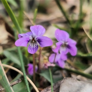 Viola betonicifolia at Bungonia, NSW - 24 Sep 2024 04:00 PM