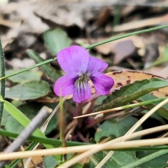 Viola betonicifolia at Bungonia, NSW - 24 Sep 2024 04:00 PM