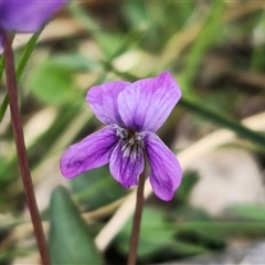 Viola betonicifolia at Bungonia, NSW - 24 Sep 2024 04:00 PM