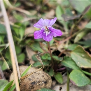 Viola betonicifolia at Bungonia, NSW - 24 Sep 2024 04:00 PM