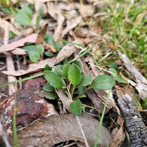 Viola betonicifolia at Bungonia, NSW - 24 Sep 2024 04:00 PM