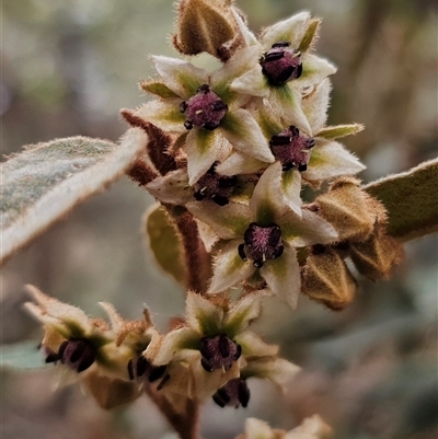 Lasiopetalum macrophyllum (Shrubby Velvet-Bush) at Bungonia, NSW - 24 Sep 2024 by Csteele4