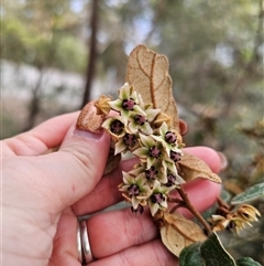 Lasiopetalum macrophyllum at Bungonia, NSW - 24 Sep 2024