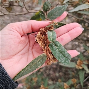 Lasiopetalum macrophyllum at Bungonia, NSW - 24 Sep 2024