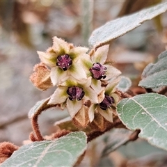 Lasiopetalum macrophyllum at Bungonia, NSW - 24 Sep 2024