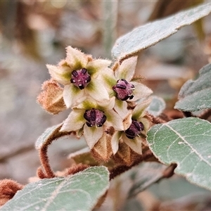 Lasiopetalum macrophyllum at Bungonia, NSW - 24 Sep 2024