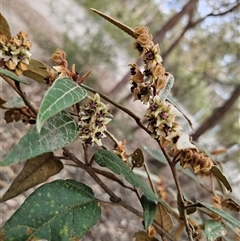 Lasiopetalum macrophyllum at Bungonia, NSW - 24 Sep 2024