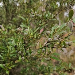 Beyeria viscosa (Pinkwood) at Bungonia, NSW - 24 Sep 2024 by Csteele4