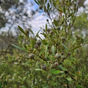 Beyeria viscosa at Bungonia, NSW - 24 Sep 2024