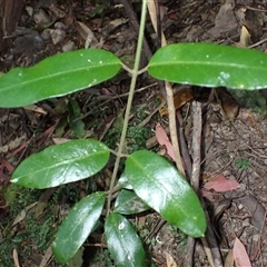 Leichhardtia flavescens (Hairy Milk Vine) at South Wolumla, NSW - 20 Sep 2024 by plants