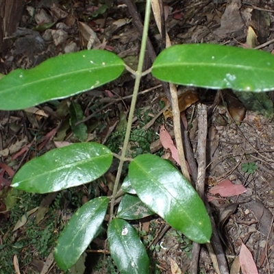 Leichhardtia flavescens (Hairy Milk Vine) at South Wolumla, NSW - 20 Sep 2024 by plants