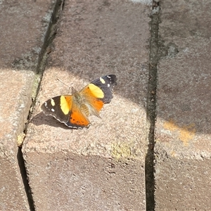 Vanessa itea at Cook, ACT - 24 Sep 2024 12:04 PM