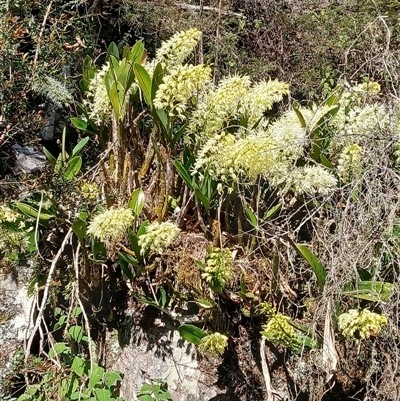 Dendrobium speciosum (Rock Lily) at South Wolumla, NSW - 20 Sep 2024 by plants