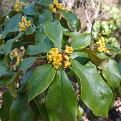 Pittosporum revolutum (Large-fruited Pittosporum) at South Wolumla, NSW - 20 Sep 2024 by plants