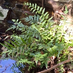 Blechnum minus (Soft Water Fern) at South Wolumla, NSW - 20 Sep 2024 by plants