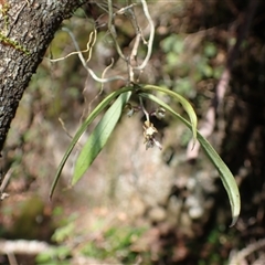 Plectorrhiza tridentata (Tangle Orchid) at South Wolumla, NSW - 20 Sep 2024 by plants