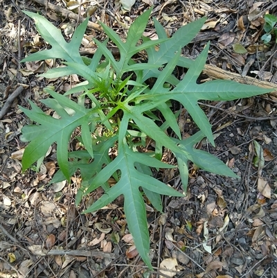 Solanum aviculare (Kangaroo Apple) at Cuttagee, NSW - 21 Sep 2024 by plants