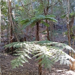 Cyathea australis subsp. australis (Rough Tree Fern) at Cuttagee, NSW - 21 Sep 2024 by plants