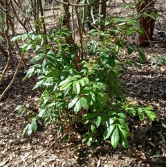 Synoum glandulosum subsp. glandulosum (Scentless Rosewood) at Cuttagee, NSW - 21 Sep 2024 by plants