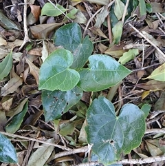 Sarcopetalum harveyanum (Pearl Vine) at Cuttagee, NSW - 21 Sep 2024 by plants