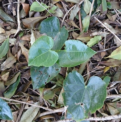 Sarcopetalum harveyanum (Pearl Vine) at Cuttagee, NSW - 21 Sep 2024 by plants