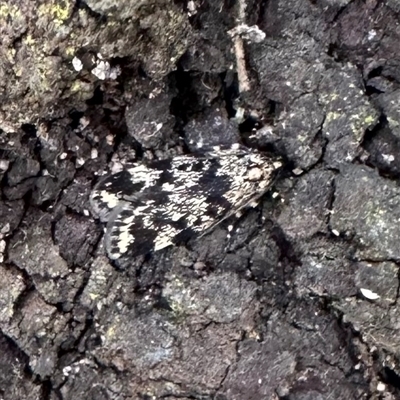 Barea codrella (A concealer moth) at Ainslie, ACT - 24 Sep 2024 by Pirom