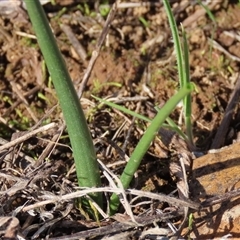 Microtis sp. at Harrison, ACT - suppressed