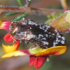 Diphucrania acuducta (Acuducta jewel beetle) at O'Connor, ACT - 23 Sep 2024 by Harrisi