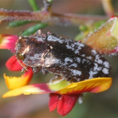 Diphucrania acuducta (Acuducta jewel beetle) at O'Connor, ACT - 23 Sep 2024 by Harrisi