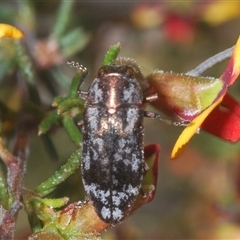 Diphucrania acuducta at O'Connor, ACT - 23 Sep 2024 12:34 PM