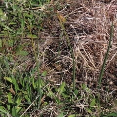 Microtis sp. (Onion Orchid) at Harrison, ACT - 4 Sep 2024 by AndyRoo