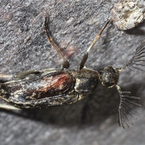 Ptilophorus sp. (genus) at O'Connor, ACT - 23 Sep 2024