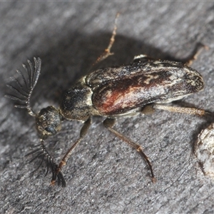 Ptilophorus sp. (genus) at O'Connor, ACT - 23 Sep 2024