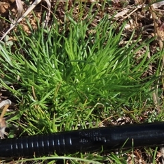 Isoetopsis graminifolia (Grass Cushion Daisy) at Harrison, ACT - 4 Sep 2024 by AndyRoo