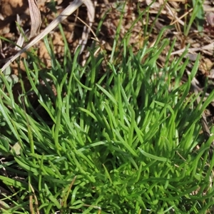 Isoetopsis graminifolia at Harrison, ACT - 4 Sep 2024 10:39 AM