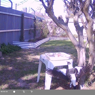 Gymnorhina tibicen (Australian Magpie) at North Albury, NSW - 17 Sep 2024 by Darcy