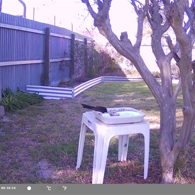 Rhipidura leucophrys (Willie Wagtail) at North Albury, NSW - 17 Sep 2024 by Darcy