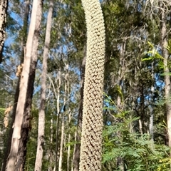 Xanthorrhoea johnsonii at Gibberagee, NSW - 25 Sep 2024 by Bungybird