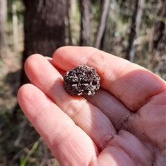 Allocasuarina verticillata at Gibberagee, NSW - 25 Sep 2024 by Bungybird