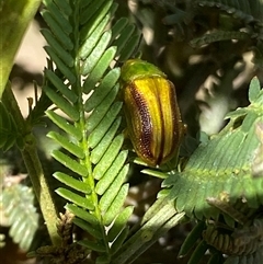 Calomela juncta (Leaf beetle) at Kenny, ACT - 24 Sep 2024 by RAllen