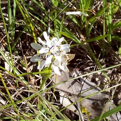 Wurmbea dioica subsp. dioica (Early Nancy) at Mount Eliza, VIC - 13 Sep 1997 by JasonPStewartNMsnc2016