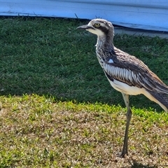 Burhinus grallarius (Bush Stone-curlew) at Moreton Island, QLD - 25 Sep 2024 by trevorpreston