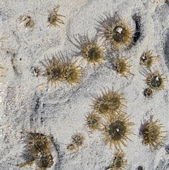 Oulactis muscosa at Cable Beach, WA - 25 Sep 2024 by Mike